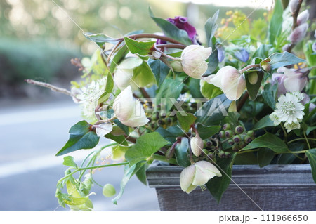 クリスマスローズを引き立てたフラワーアレンジメント 111966650