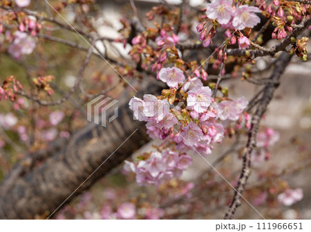橋本公園に咲く早咲きの河津桜 橋本公園に咲く早咲きの河津桜 111966651