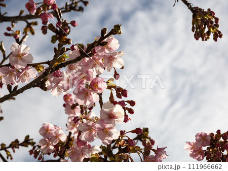 橋本公園に咲く早咲きの河津桜 111966662