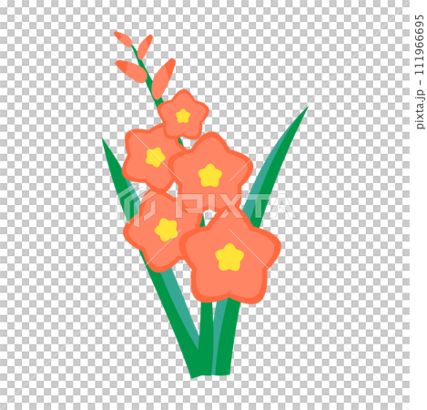 Gladiolus 111966695