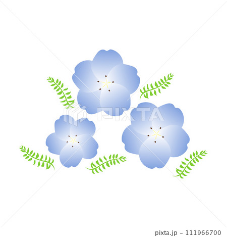 ネモフィラ ネモフィラ 111966700