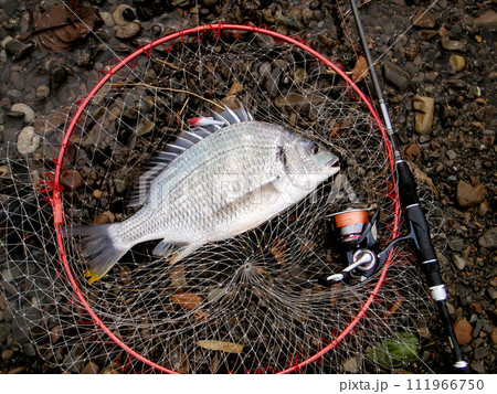 釣ったキビレを横置きにして撮った 釣ったキビレを横置きにして撮った 111966750