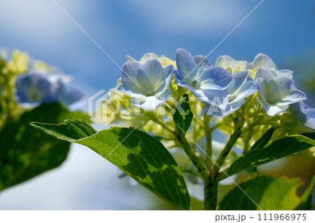 紫陽花と青空 紫陽花と青空 111966975
