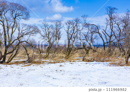 琵琶湖畔冬景色 111966982