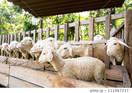 Sheep looking through a fence in sheepfold. Sheep looking through a fence in sheepfold. 111967337