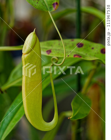 ウツボカズラ属の食虫植物 111967538