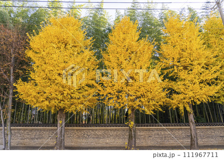 秋の京都 今宮神社参道 今宮門前通りの銀杏と瓦塀 秋の京都 今宮神社参道 今宮門前通りの銀杏と瓦塀 111967711