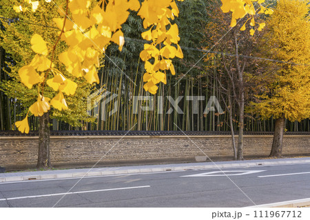 秋の京都 今宮神社参道 今宮門前通りの銀杏と瓦塀 秋の京都 今宮神社参道 今宮門前通りの銀杏と瓦塀 111967712