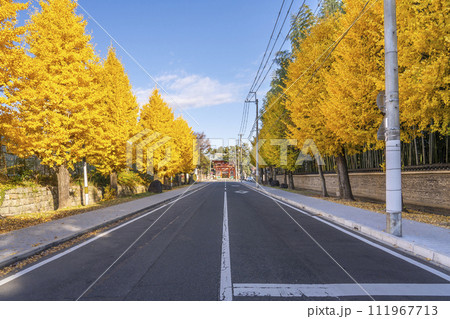 秋の京都 今宮神社参道 今宮門前通りの銀杏と瓦塀 秋の京都 今宮神社参道 今宮門前通りの銀杏と瓦塀 111967713
