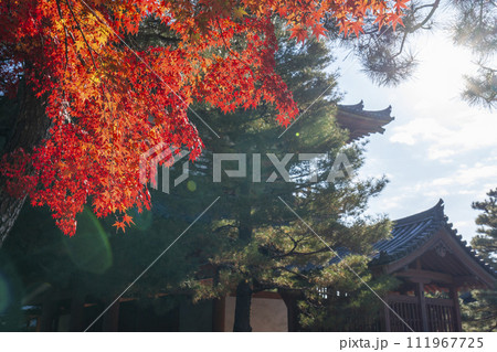 秋の京都　大徳寺　真っ赤に染まる紅葉の葉 111967725