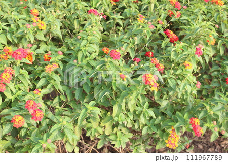Lantana camara flowers blooming in garden 111967789