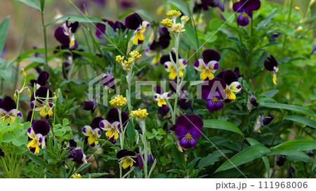 春の野原-ハハコグサとパンジー 111968006