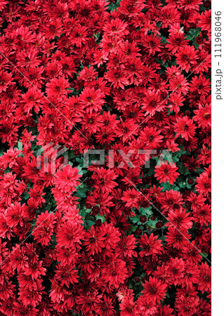 赤色のキク 111968046