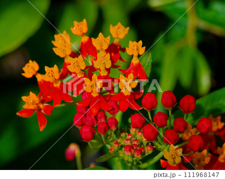 キョウチクトウ科トウワタの花 111968147