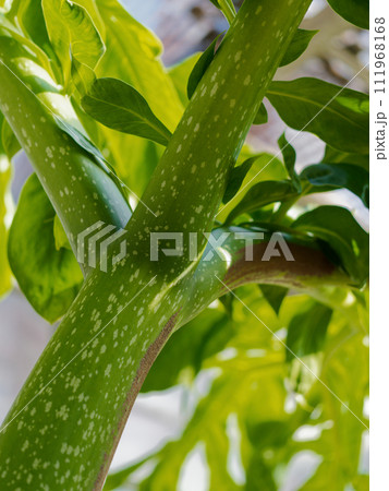 熱帯雨林の植物　サトイモ科ショクダイオオコンニャク 111968168