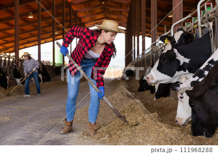 Portrait of a young concentrated girl working in a cowshed Portrait of a young concentrated girl working in a cowshed 111968288
