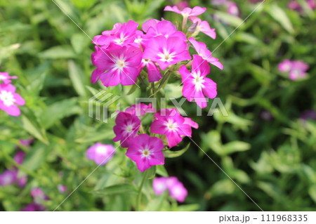 close-up of Phlox drummondii flowers close-up of Phlox drummondii flowers 111968335
