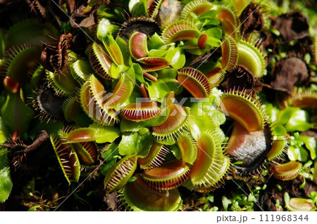 ハエトリグサ 111968344