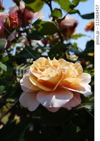 満開の色とりどりな春薔薇 111968457