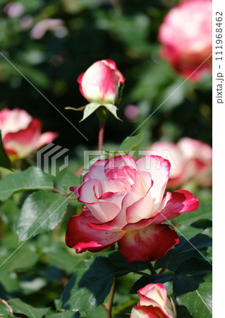 満開の色とりどりな春薔薇 111968462