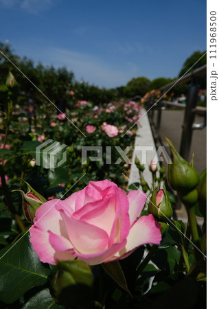 満開の色とりどりな春薔薇 111968500