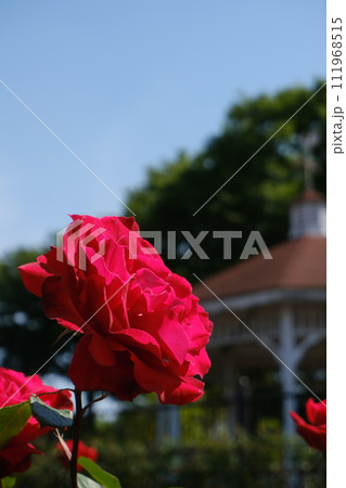 満開の色とりどりな春薔薇 111968515