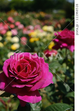満開の色とりどりな春薔薇 満開の色とりどりな春薔薇 111968516