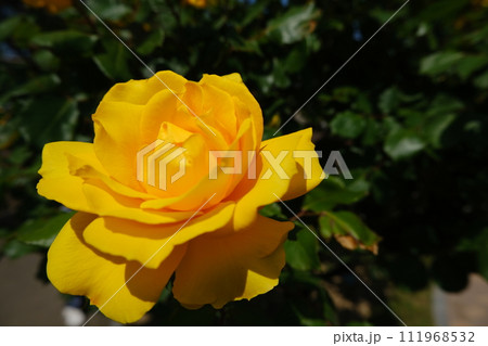 満開の色とりどりな春薔薇 111968532
