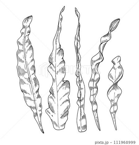 Seaweed Vector line art. Outline set of alga. Hand drawn black and white graphic clipart. Linear drawing on isolated background. Under water plants illustration. Sea weeds on the bottom sketch Seaweed Vector line art. Outline set of alga. Hand drawn black and white graphic clipart. Linear drawing on isolated background. Under water plants illustration. Sea weeds on the bottom sketch 111968999