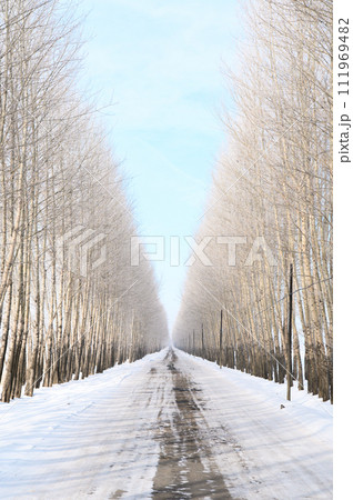木々の雪道 111969482