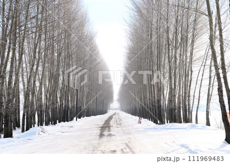 木々の雪道 111969483