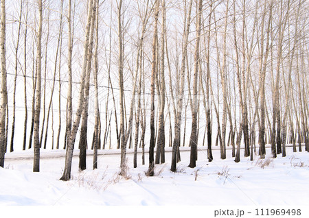木々の雪道 111969498
