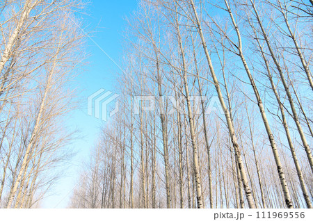 木々の雪道 111969556