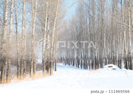 木々の雪道 111969566