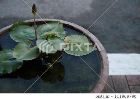 ビオトープ 蓮の花 ビオトープ 蓮の花 111969790
