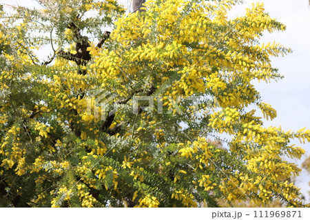 春の太陽が差し込んで鮮やかなアカシアの花ー五 111969871