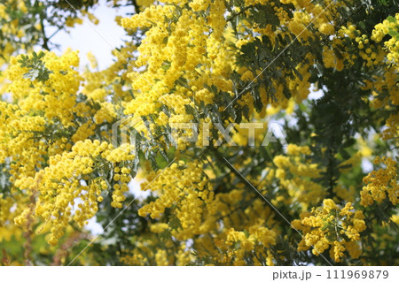 黄色いミモザの花春の陽気に咲くー弐 111969879