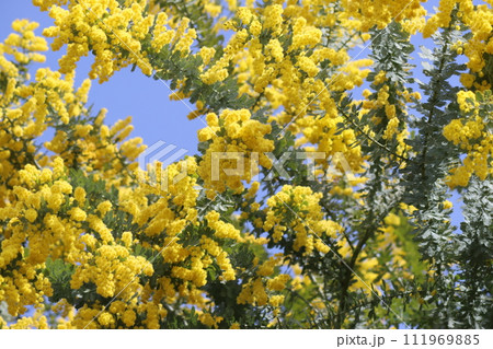 黄色いミモザの花春の陽気に咲くー七 黄色いミモザの花春の陽気に咲くー七 111969885