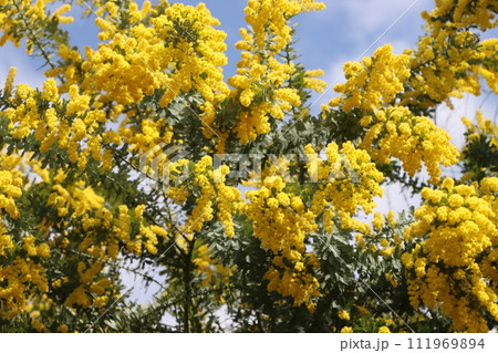 鮮やかな黄色い花はギンヨウアカシアの花ー四 鮮やかな黄色い花はギンヨウアカシアの花ー四 111969894