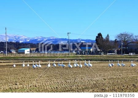 横手市 ハクチョウと田園風景 横手市 ハクチョウと田園風景 111970350