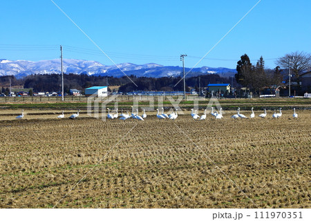 横手市 ハクチョウと田園風景 横手市 ハクチョウと田園風景 111970351