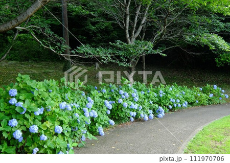 アジサイ咲く散歩道　【相模原市津久井　6月】 111970706