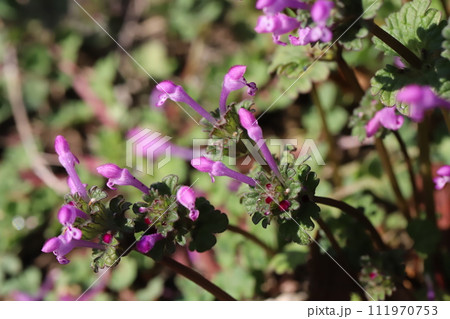 冬の道端に咲くピンク色のホトケノザの花 111970753