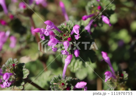 冬の道端に咲くピンク色のホトケノザの花 111970755