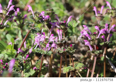 冬の道端に咲くピンク色のホトケノザの花 冬の道端に咲くピンク色のホトケノザの花 111970758