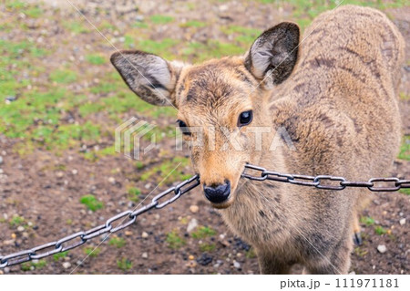 Cute deer in Nara Park, Japan Cute deer in Nara Park, Japan 111971181