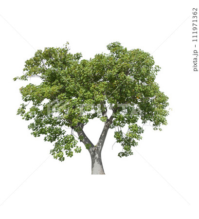 Tree isolated on white background, tropical trees isolated used for design. Tree isolated on white background, tropical trees isolated used for design. 111971362