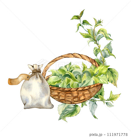 Full straw basket of nettle leaves watercolor illustration isolated on white. Basket and sachet with herbal plants hand drawn. Design element for card, label, package, nettle product, apothecary Full straw basket of nettle leaves watercolor illustration isolated on white. Basket and sachet with herbal plants hand drawn. Design element for card, label, package, nettle product, apothecary 111971778