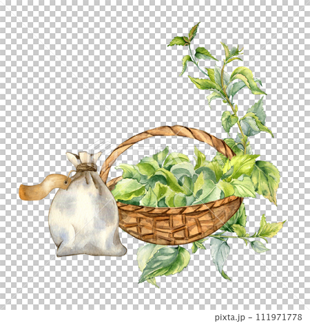 Full straw basket of nettle leaves watercolor illustration isolated on white. Basket and sachet with herbal plants hand drawn. Design element for card, label, package, nettle product, apothecary Full straw basket of nettle leaves watercolor illustration isolated on white. Basket and sachet with herbal plants hand drawn. Design element for card, label, package, nettle product, apothecary 111971778
