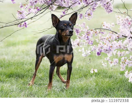 miniature pinscher in nature miniature pinscher in nature 111972338